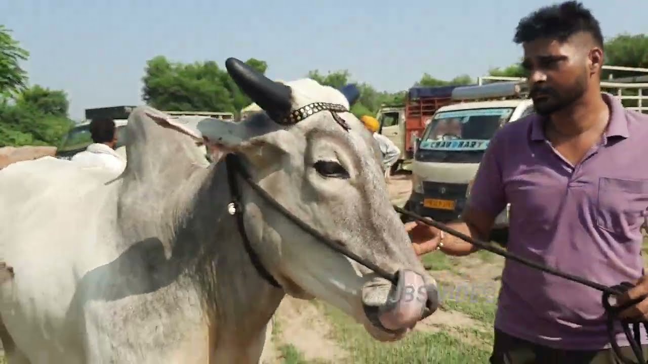 पशु मंडीं रूपनगर 31/8/2023. Ox Market in Roop Nagar. Ox video. नागौरी बैल बीडीओ. Bullock.jbs video.