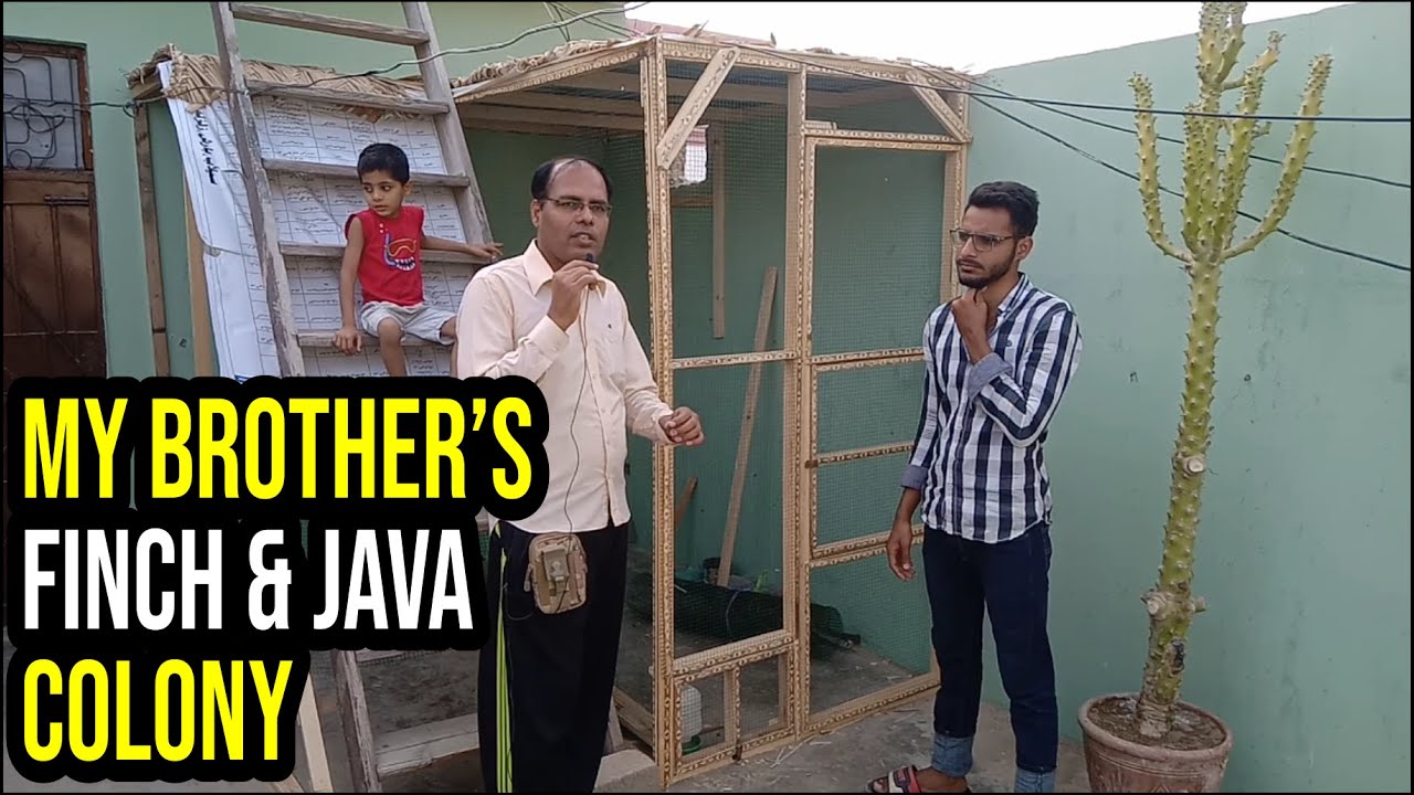 My brother's Birds Colony, Aviary | Finch Colony | Java Colony | Zaheer Birds, Urdu, Hindi