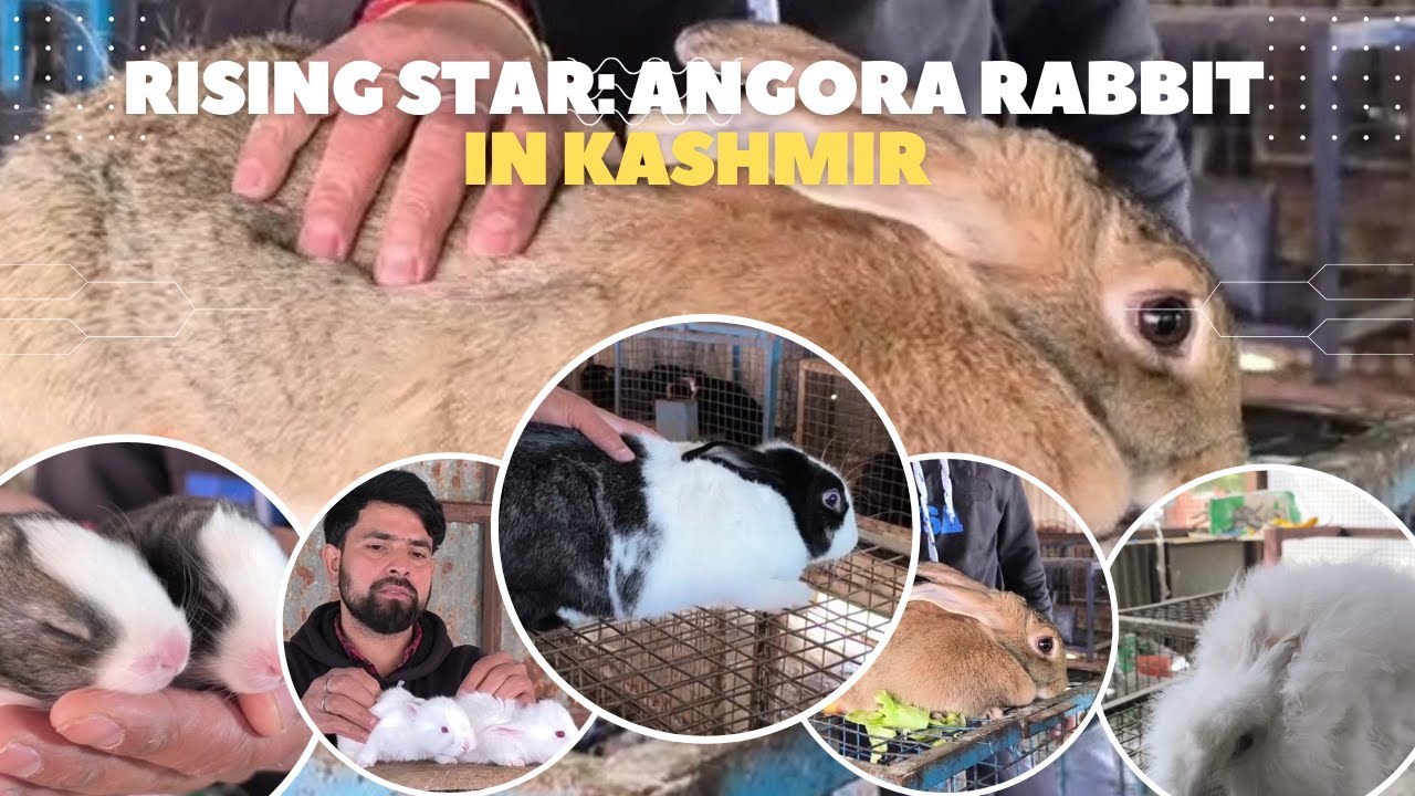 Angora Rabbit Farming | Youth | Pet | Business | Kashmir