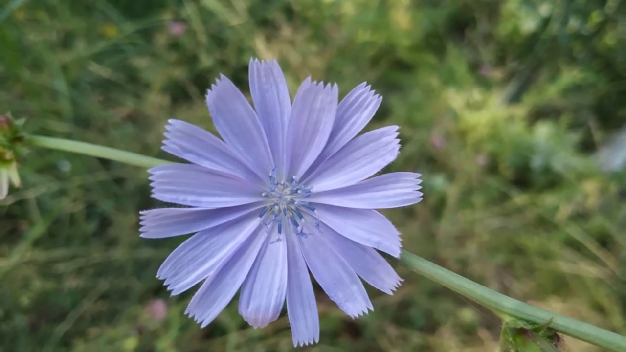 ПРИРОДА ЗАКАРПАТТЯ