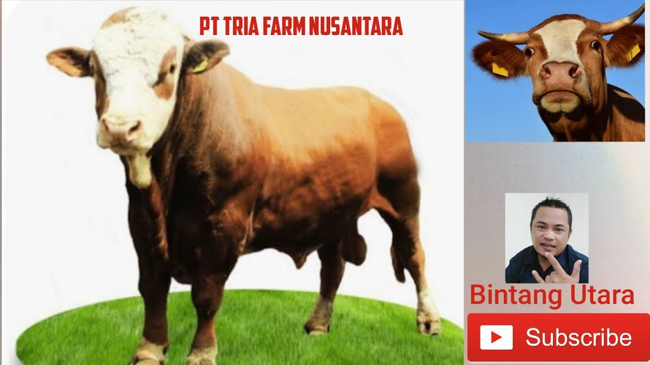 PT TRIA FARM NUSANTARA.