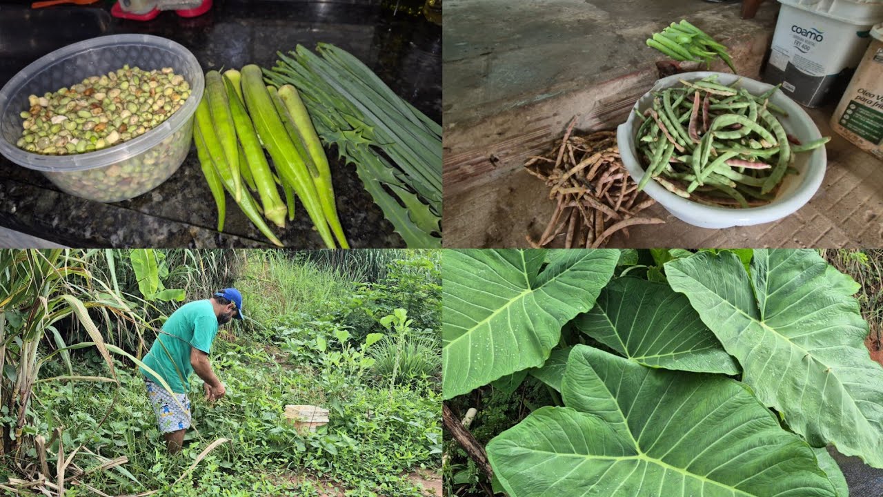 Quando eu fui colher feijão de corda 