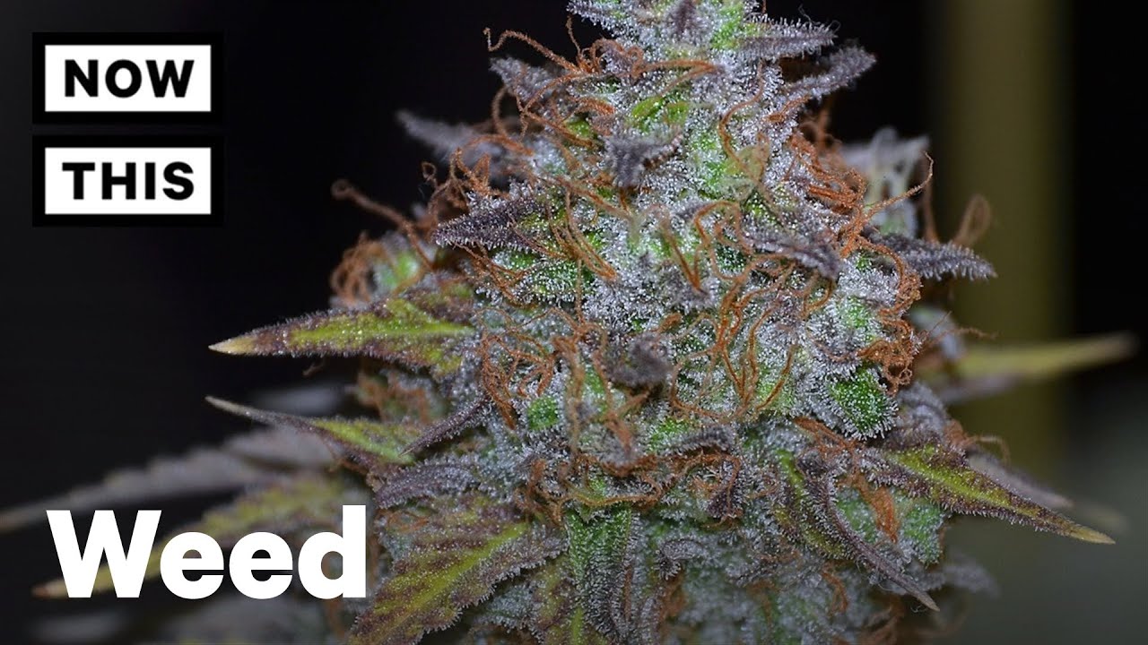 Top 5 Strains For 4/20 | NowThis