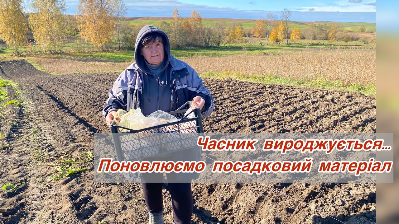 Садимо часник і цибулю швидко і без заморочок ...