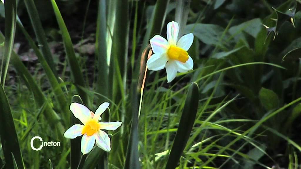 narcissenwandeling 2012