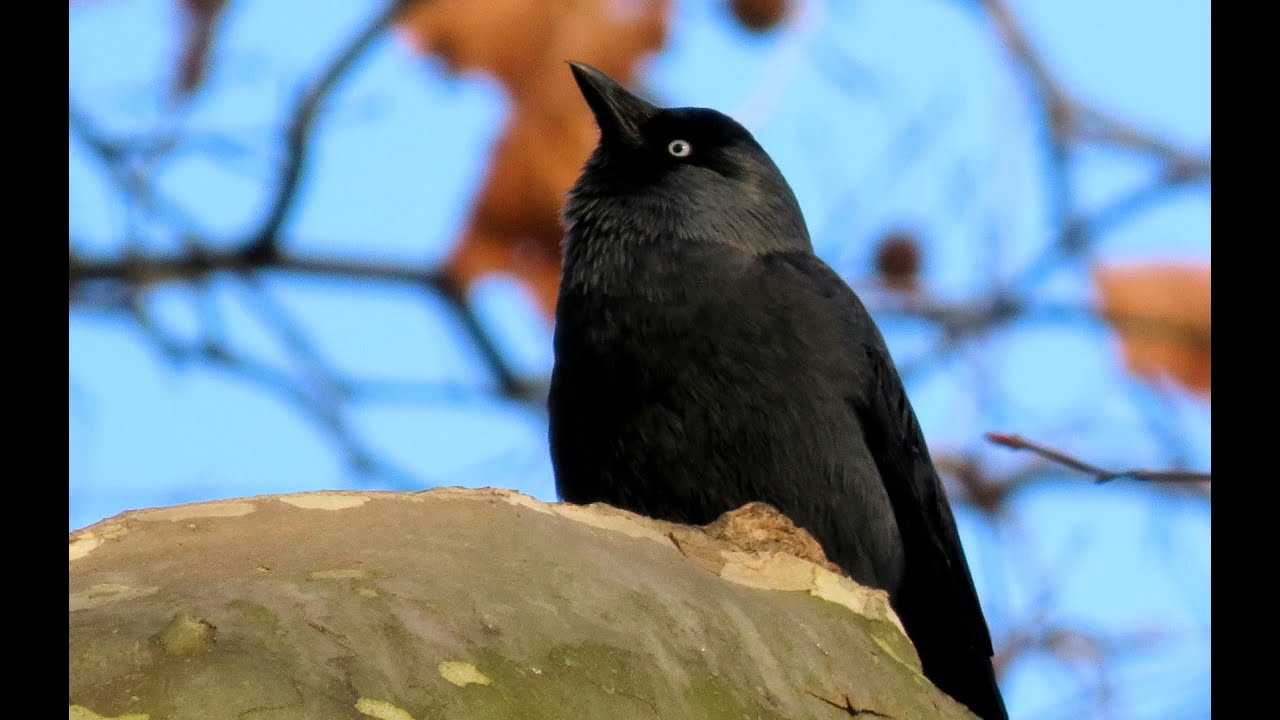 Kavka obecná, Western jackdaw, Dohle, Kauw, Choucas des tours, Grajilla  #birds #birdwatching