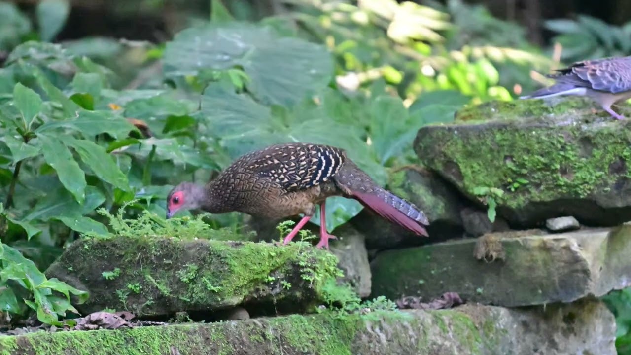 人生70才開始 363 251109 藍腹鷴 2