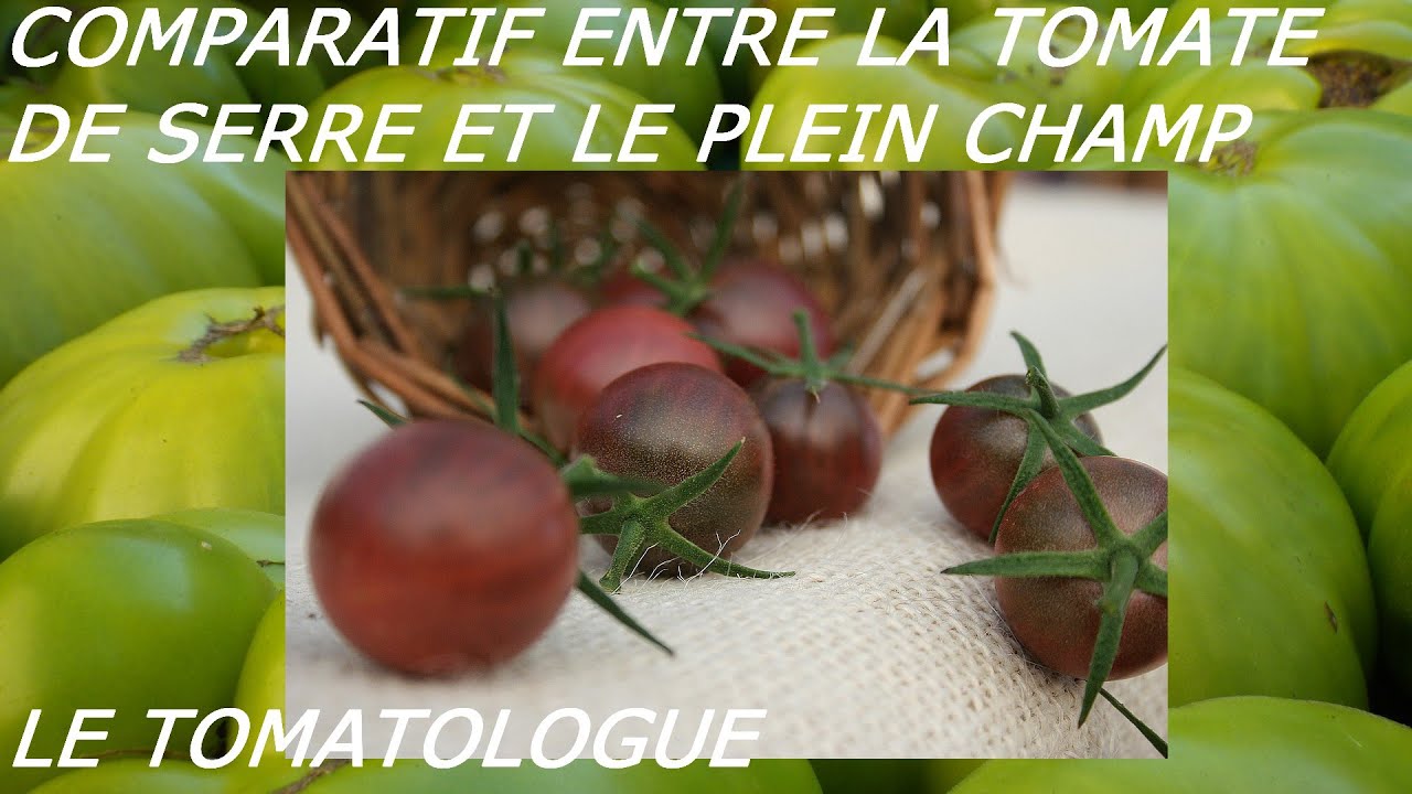 COMPARATIF ENTRE LES TOMATES DE SERRE ET LE PLEIN CHAMPS