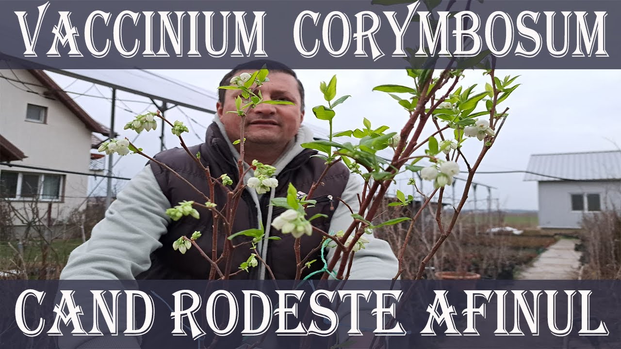 Cand fructifica Afini - Vaccinium corymbosum inmultiti prin butasi