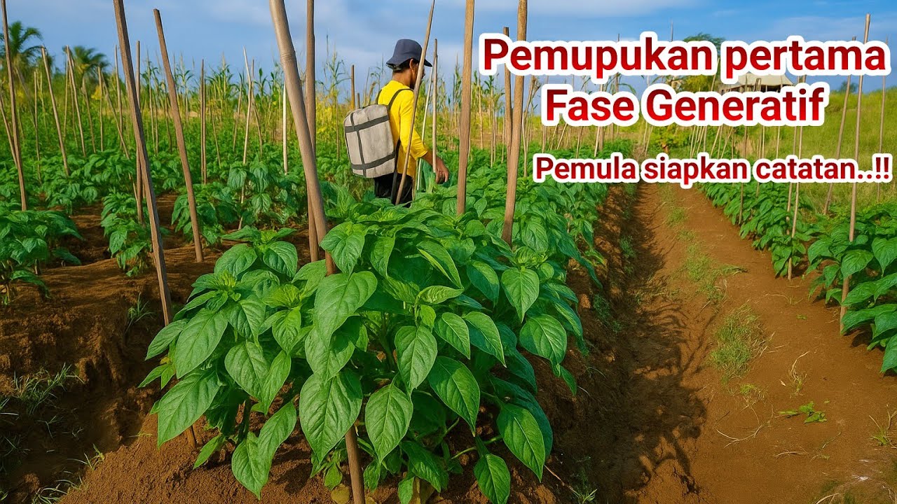 PEMUPUKAN PERTAMA FASE GENERATIF..CUMA PUPUK INI PERTUMBUHAN CABE BRUTAL..!!