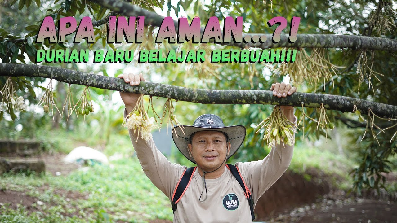 DURIAN BARU BELAJAR BERBUAH, PETANI SERING SALAH !!!
