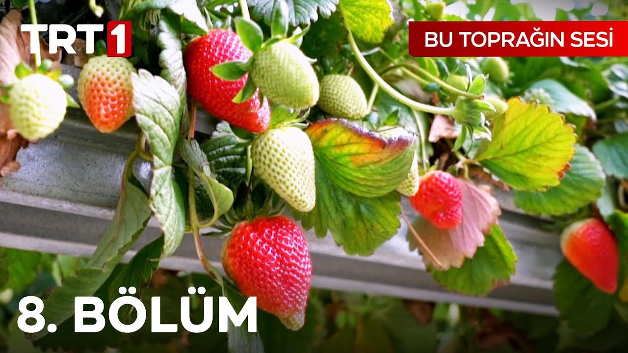 Bu Toprağın Sesi 8. Bölüm