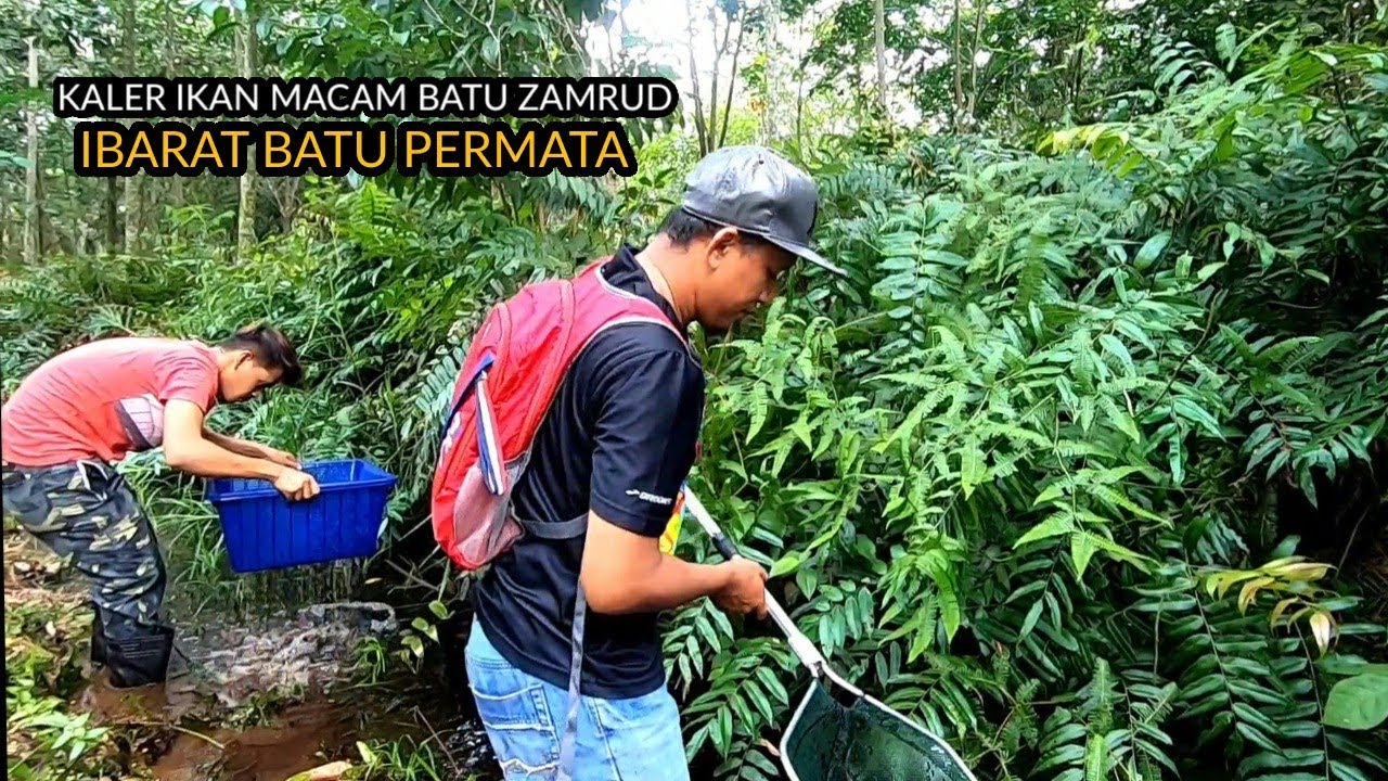 IKAN LAGA KEBANGSAAN - BADOL CHANNEL TUNJUK LUBUK BETTA IMBELLIS