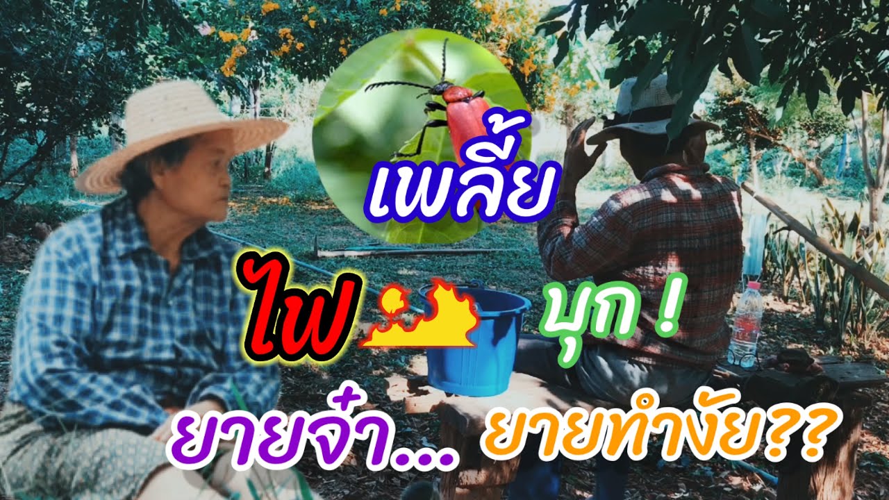 EP.5 มะปราง มะยงชิด ตอนที่ 2   เพลี้ยไฟ