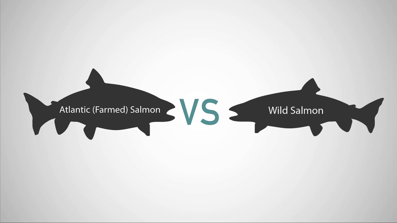 Farmed Salmon vs Wild Salmon