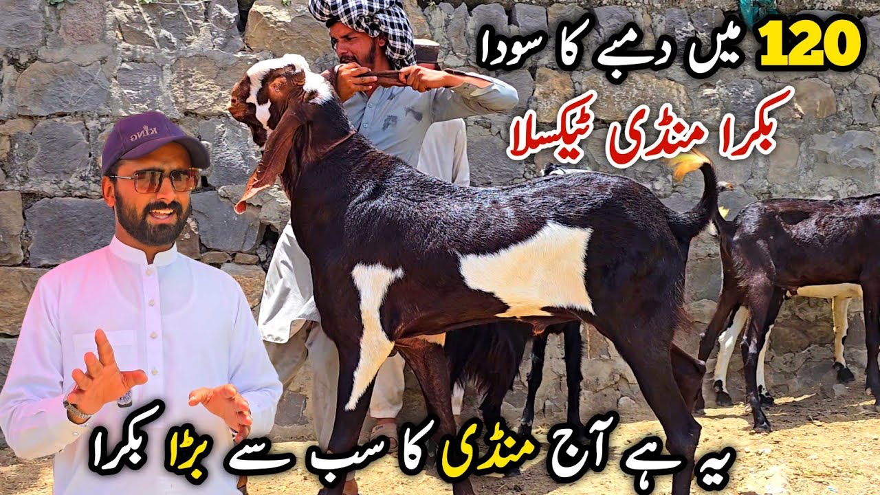 Bakra Mandi Taxila Latest Update 22 May 2026 | Qurbani Bakra Eid Bhatta Chowk i-12 