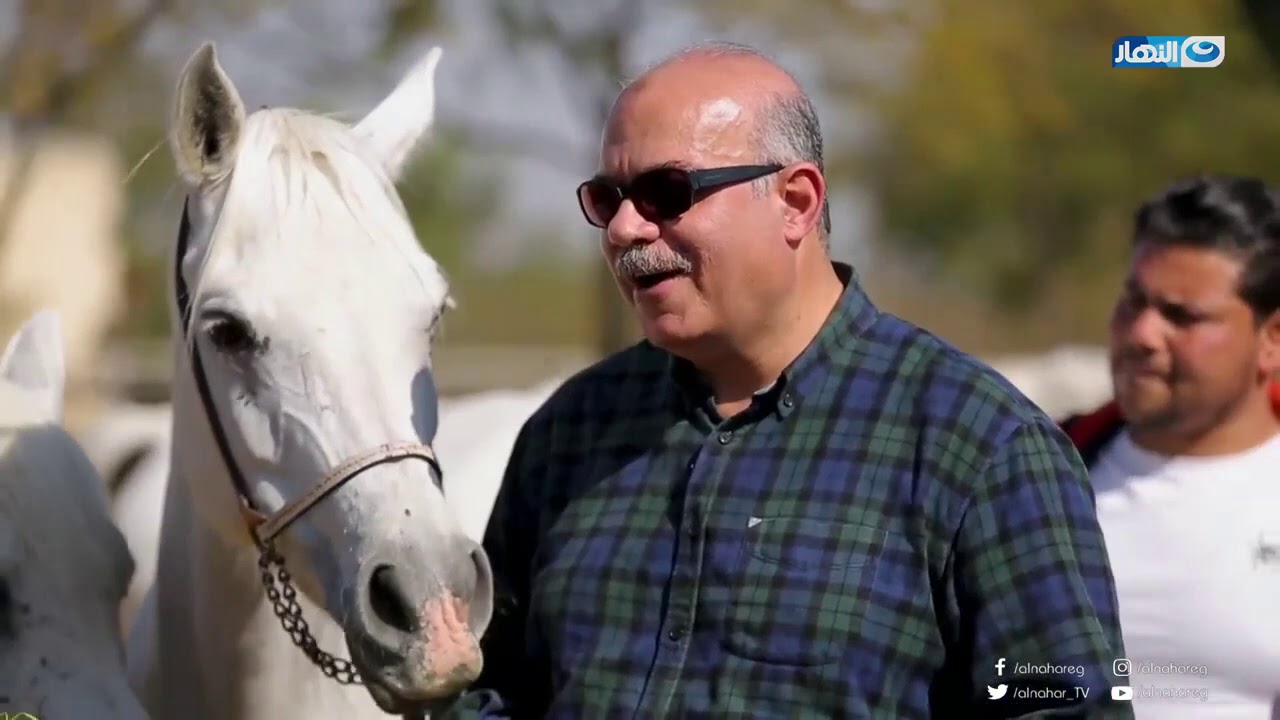 باب الخلق |  محمود سعد يعرفنا الفرق بين الخيل العربي الأصيل والخيل الهجين