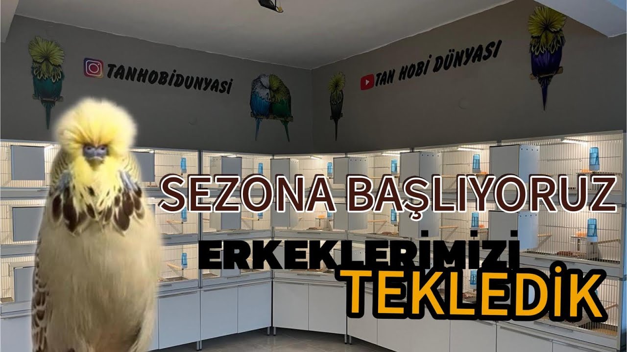 Muhabbet kuşu üretimhanemizde erkeklerimizi kafeslerimize tekledik #muhabbetkuşuüretimhane #budgies 
