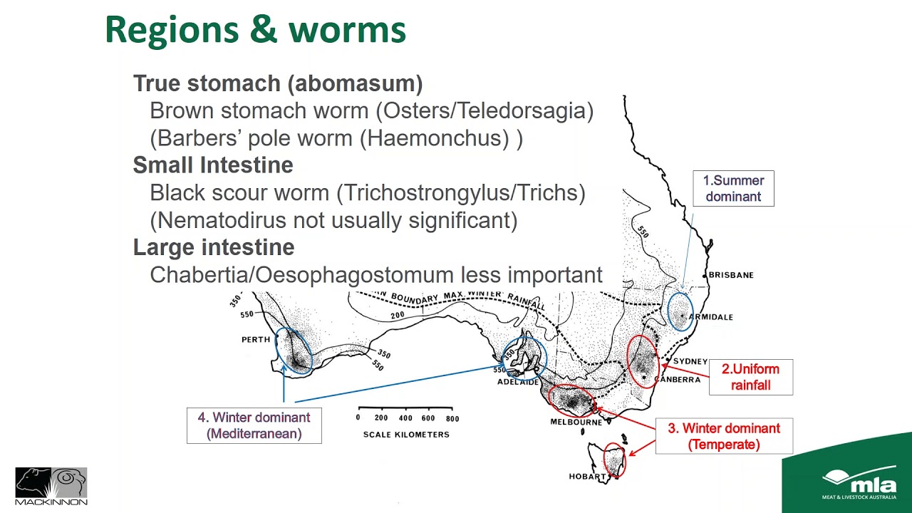 Worm control in prime lamb ewes  | Sheep Productivity & Profitability webinar