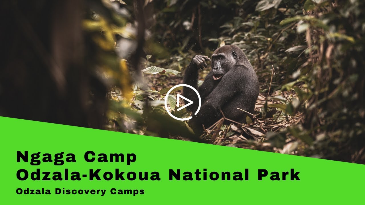 Odzala Discovery Camps: Ngaga Camp, Odzala-Kokua National Park