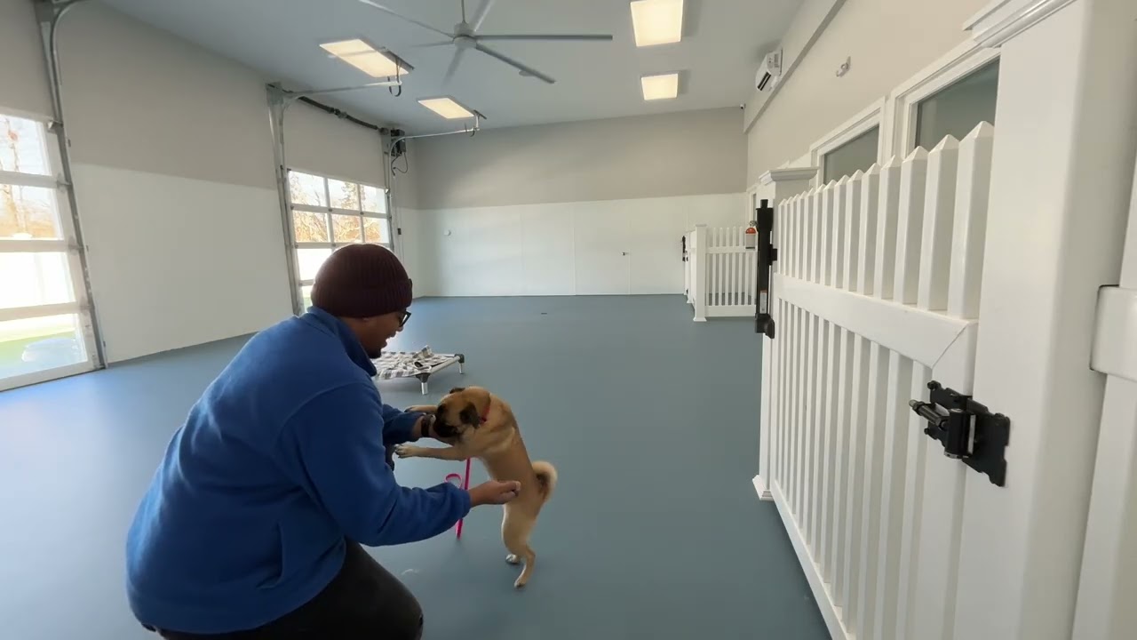 Lolly- Working on sit, look, recall, off, leash walking, place, down, and leave it with distraction.