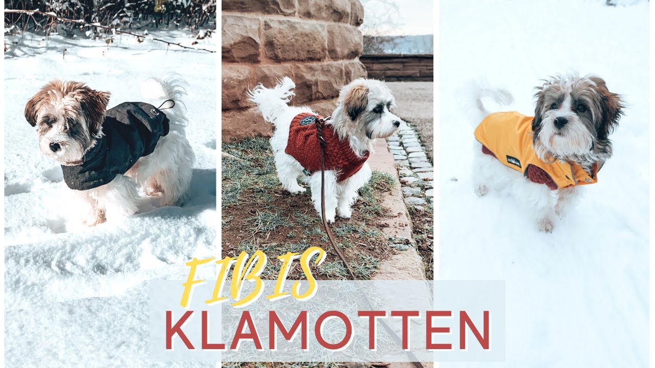 Welpen Erstausstattung für den Winter I Was braucht ein Havaneser? I Fibis Adventures