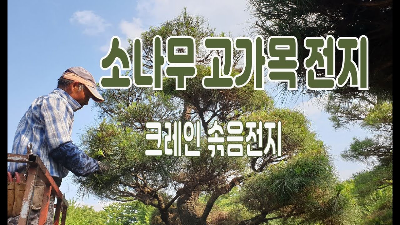 소나무 고가목 전지(크레인 솎음전지) - 10억원이 넘는 소나무를 전지하고 옮겨심는 25년 경력 전정사의 실제 소나무 전지 영상