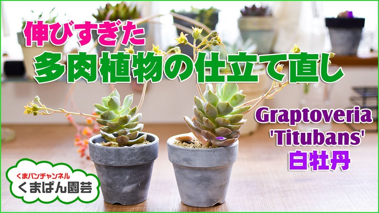 伸びすぎた多肉植物の仕立て直し(白牡丹)【くまパン園芸】