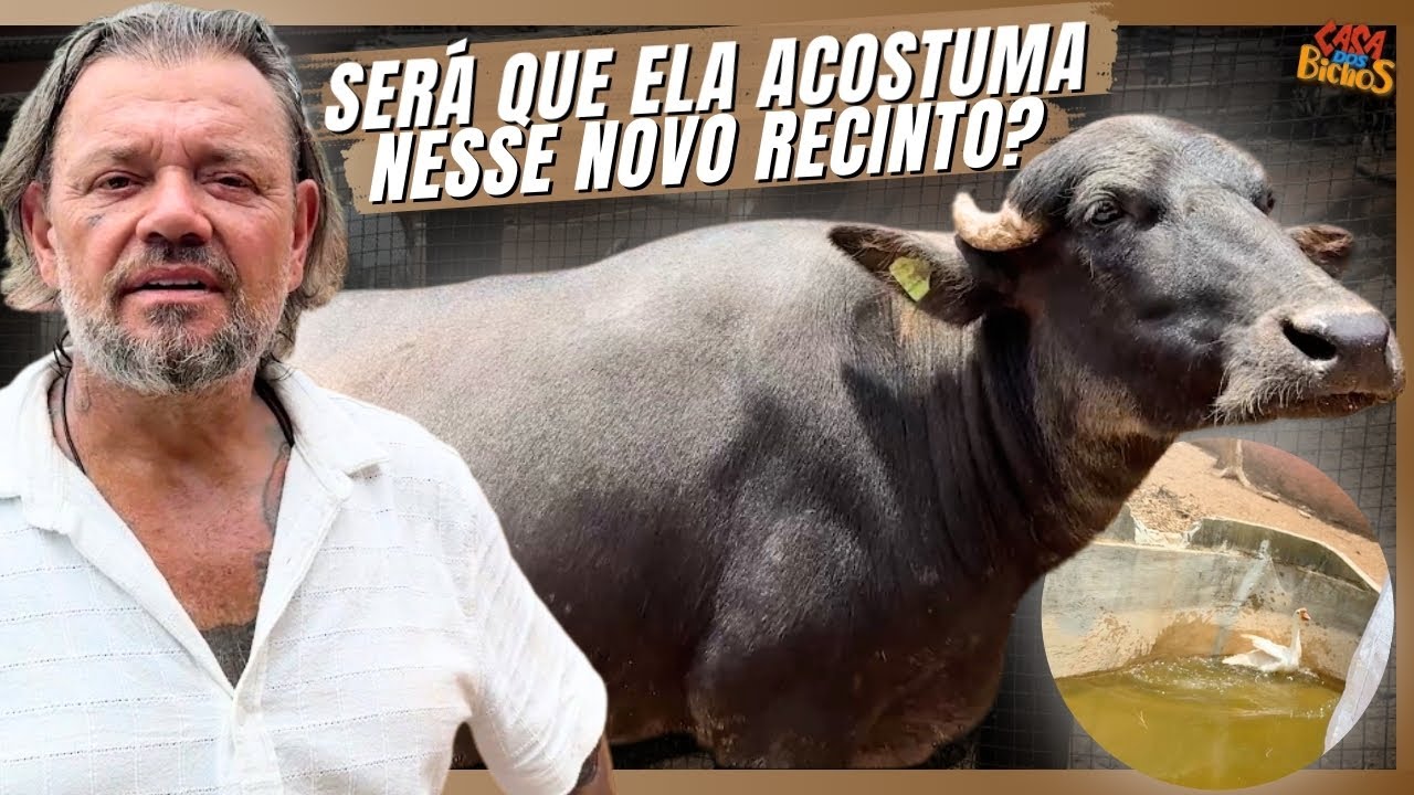 NOVA CASA PARA A BUFALINA! | A CASA DOS BICHOS