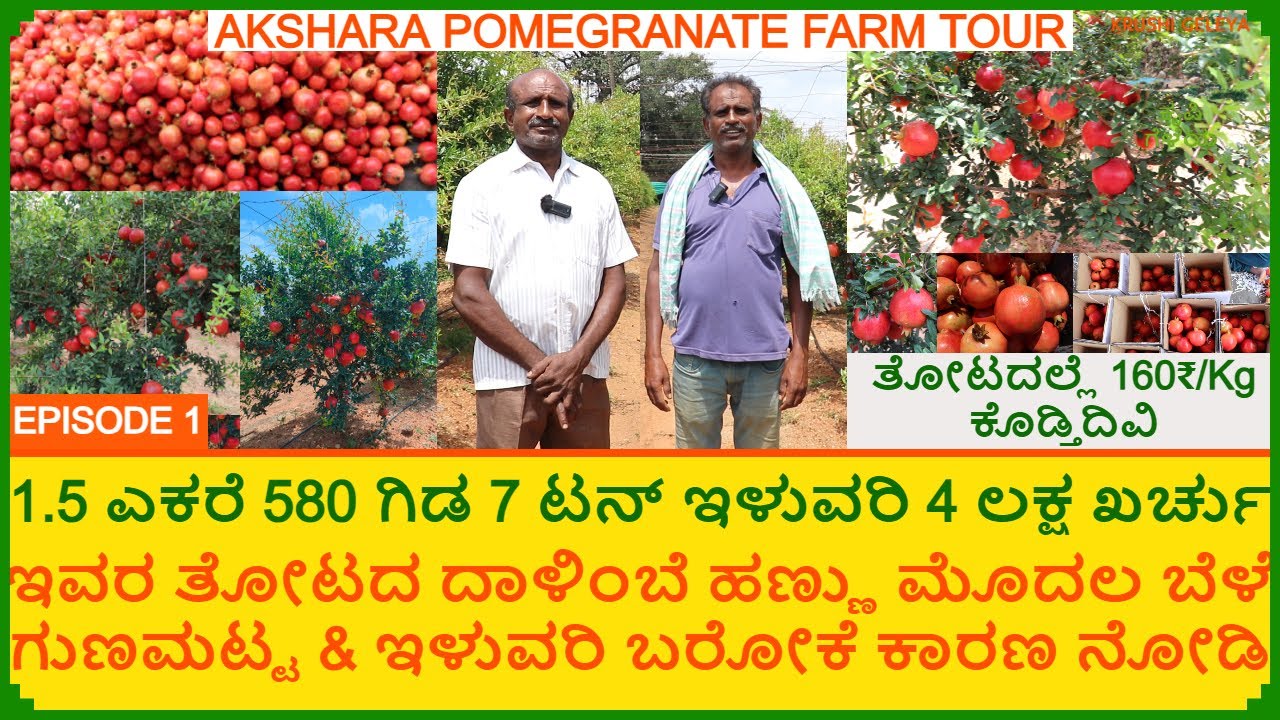 ದಾಳಿಂಬೆ ಮೊದಲ ಬೆಳೆ ಕಡಿಮೆ ಕಾಯಿ ಬಿಟ್ಟಾಗ ಗಿಡ ಹಣ್ಣು ಒಳ್ಳೆ ರೇಟ್ ಚೆನಾಗಿ ಇರುತ್ತೆ | Pomegranate Farm | Ep1