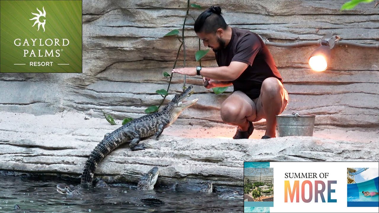 Alligator Feeding Presentation at Gaylord Palms Resort Orlando - Presented by Wild Florida