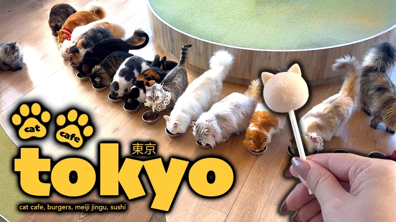 Cat Cafe Mocha Harajuku, Goku Burger, Meiji Jingu Shrine, Kaiten Sushi Ginza Onodera | Tokyo Vlog
