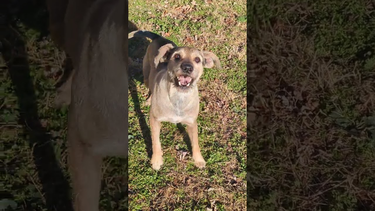 ASMR Dog Fetch Time