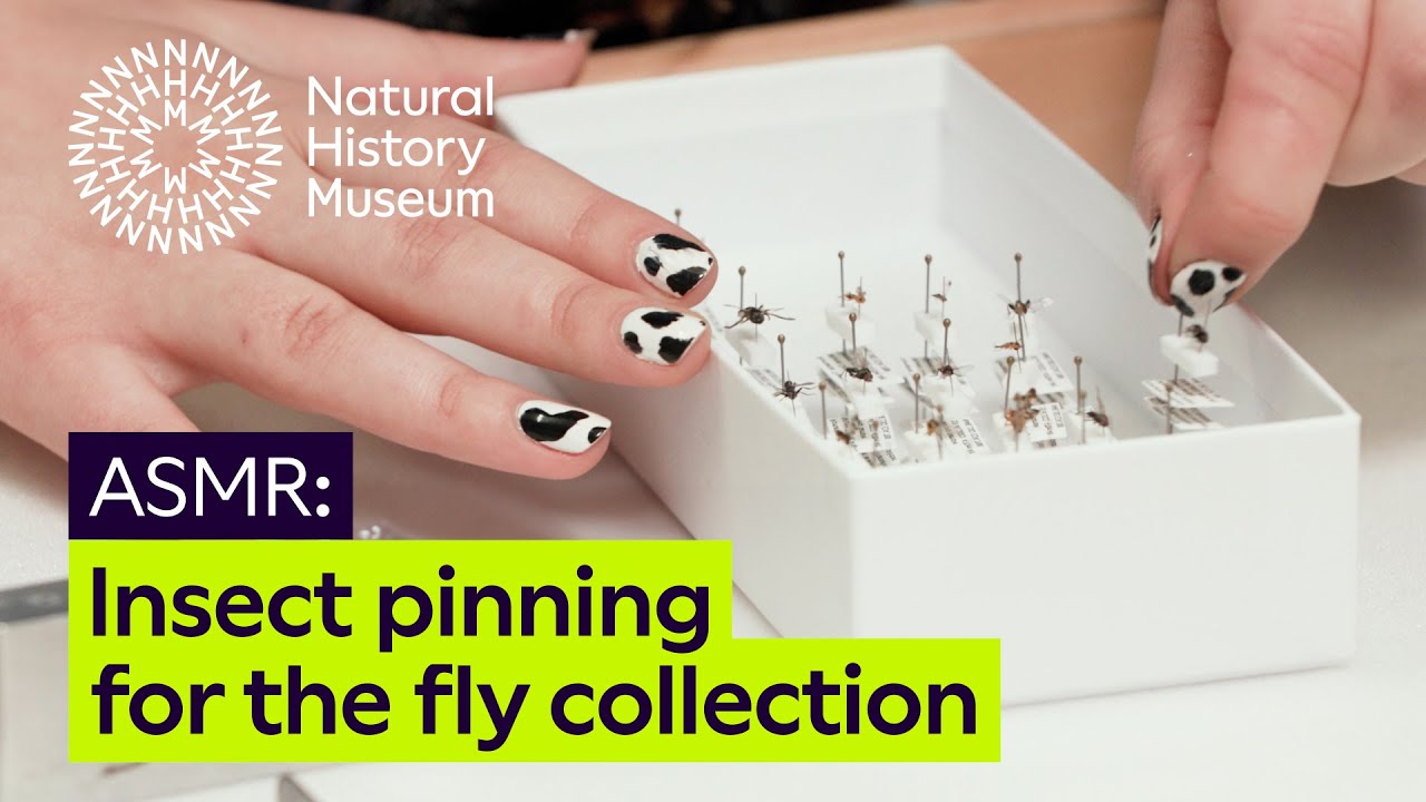 How Museum curators organise the insect collection | ASMR