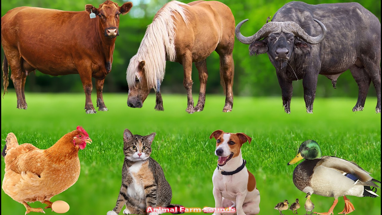Cute Farm Animal Moments: Rabbit, Cat, Sheep, Cow, Chicken, Dog, Pig – Animal Sounds