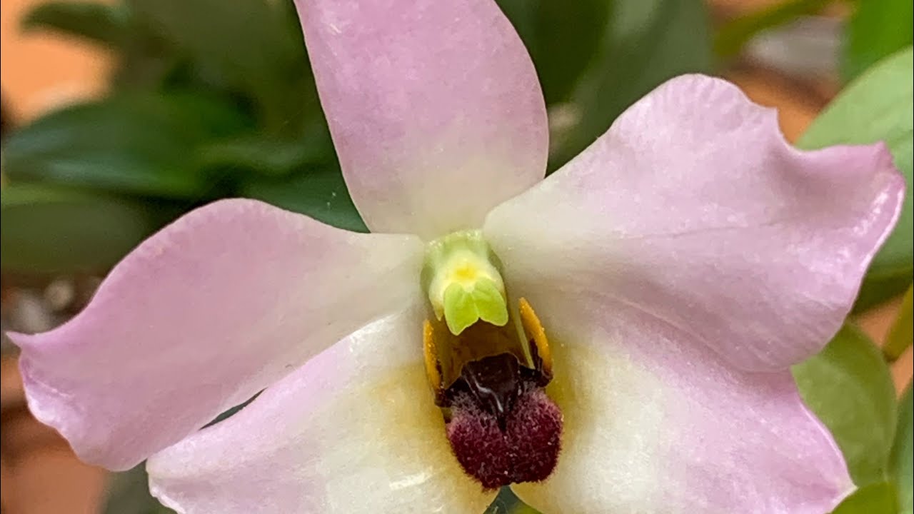 Dendrobium. Дендробиум. Dendrobium trantuanii, dendrobium Akazukin, dendrobium cuthbertsonii.