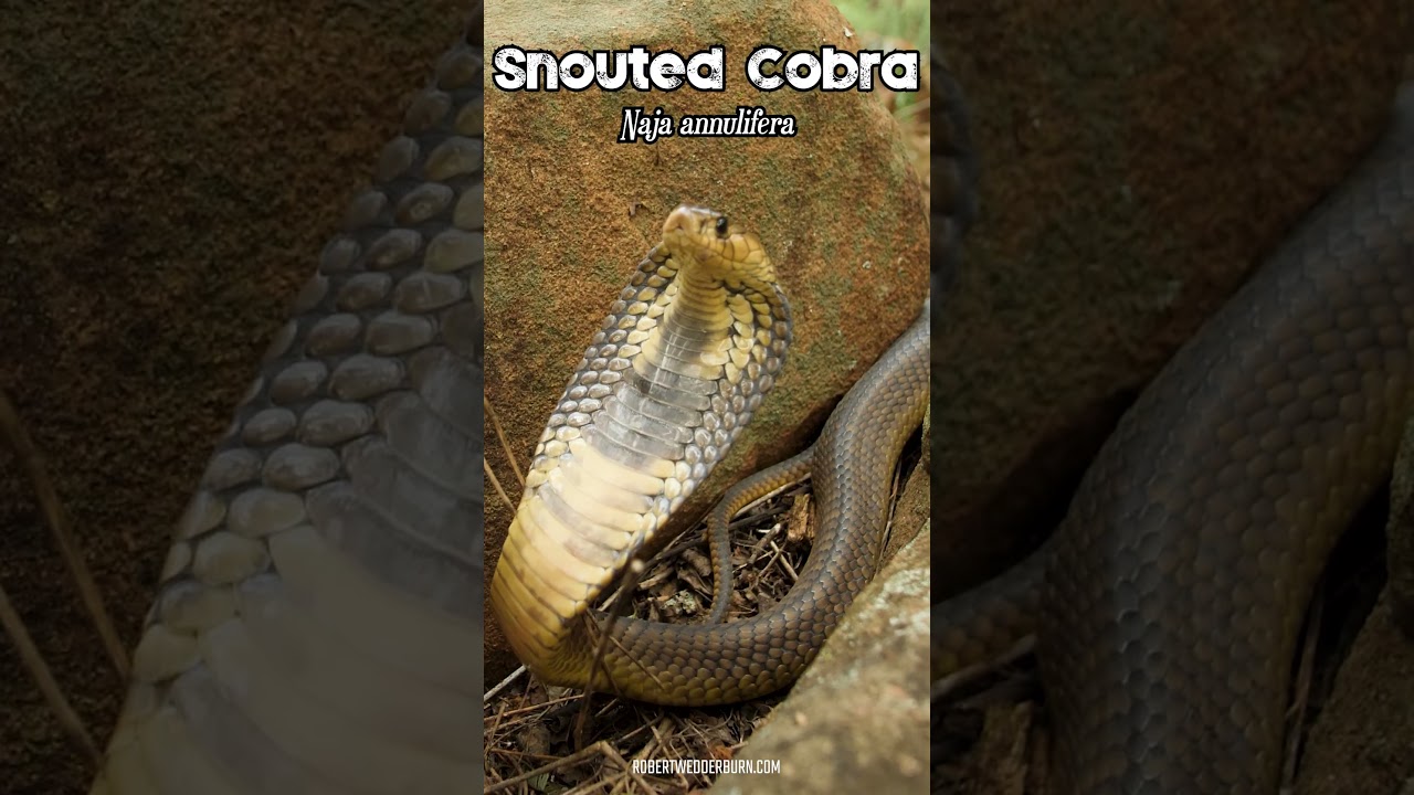 Listen to the Sound of a Snouted Cobra Hissing / Puffing 