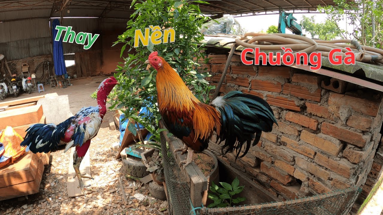 Tin Buồn Đàn Gà Con Ốm Gần Hết Và Soi Ổ Trứng Gà Đang Ấp Ngoài Vườn Gần Nở | Hùng Thổ