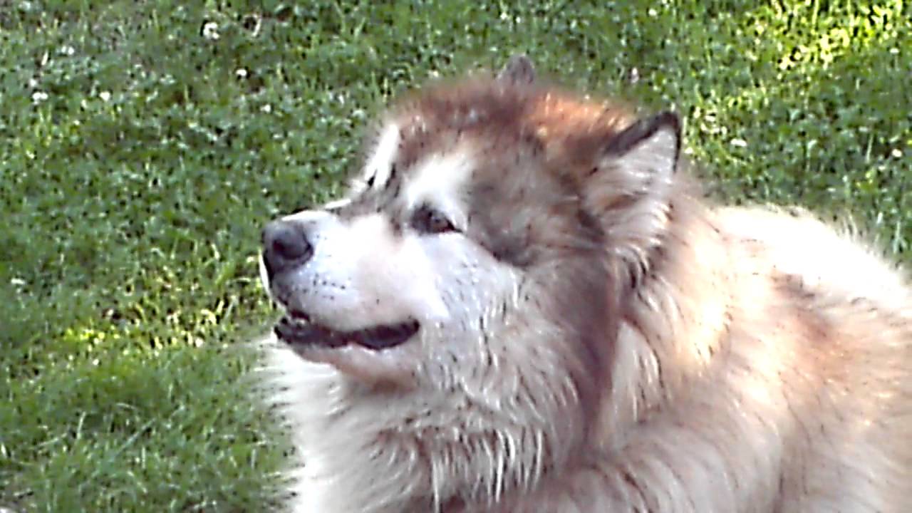The Loki Howl