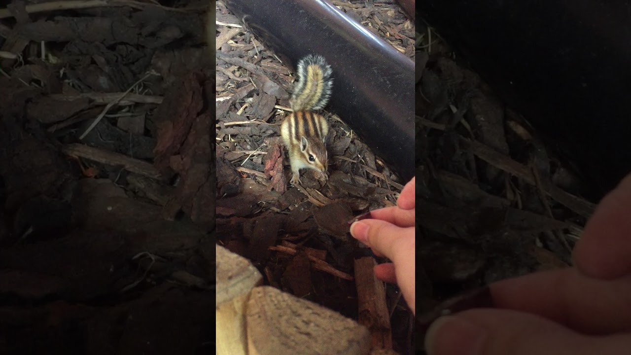 🐿 Chipmunk Baby introduced to Grapes for the first time 🍇