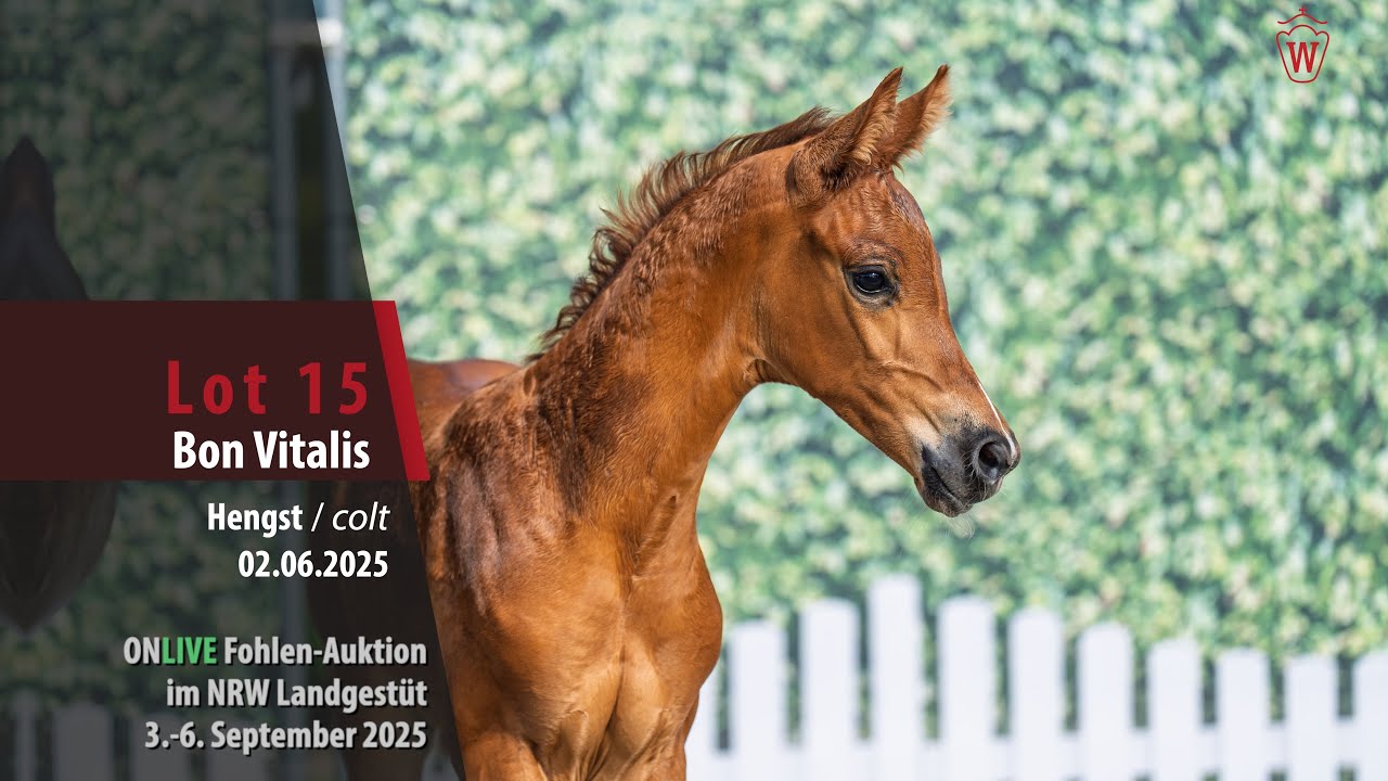 ONLIVE Fohlen-Auktion i. LG NRW Lot 15 Bon Vitalis Hengst v. Bonds - Vitalis
