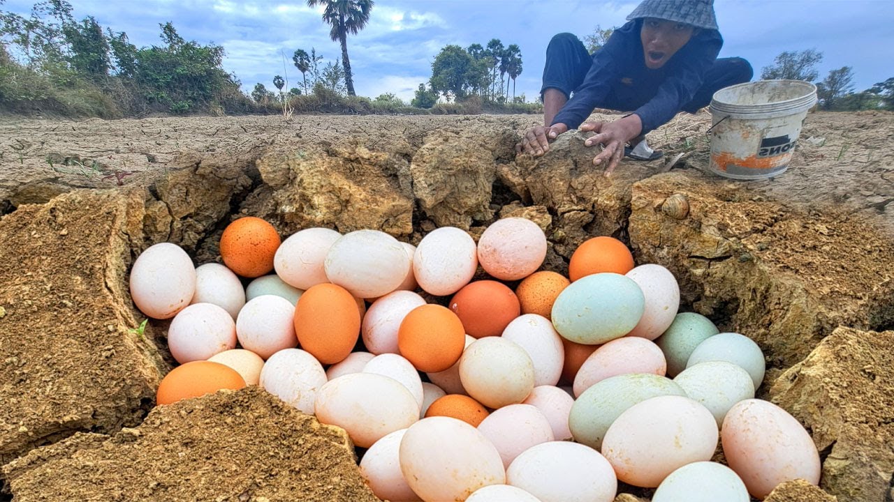 amazing! pick a lot of eggs on the hive under a tree pick by hand