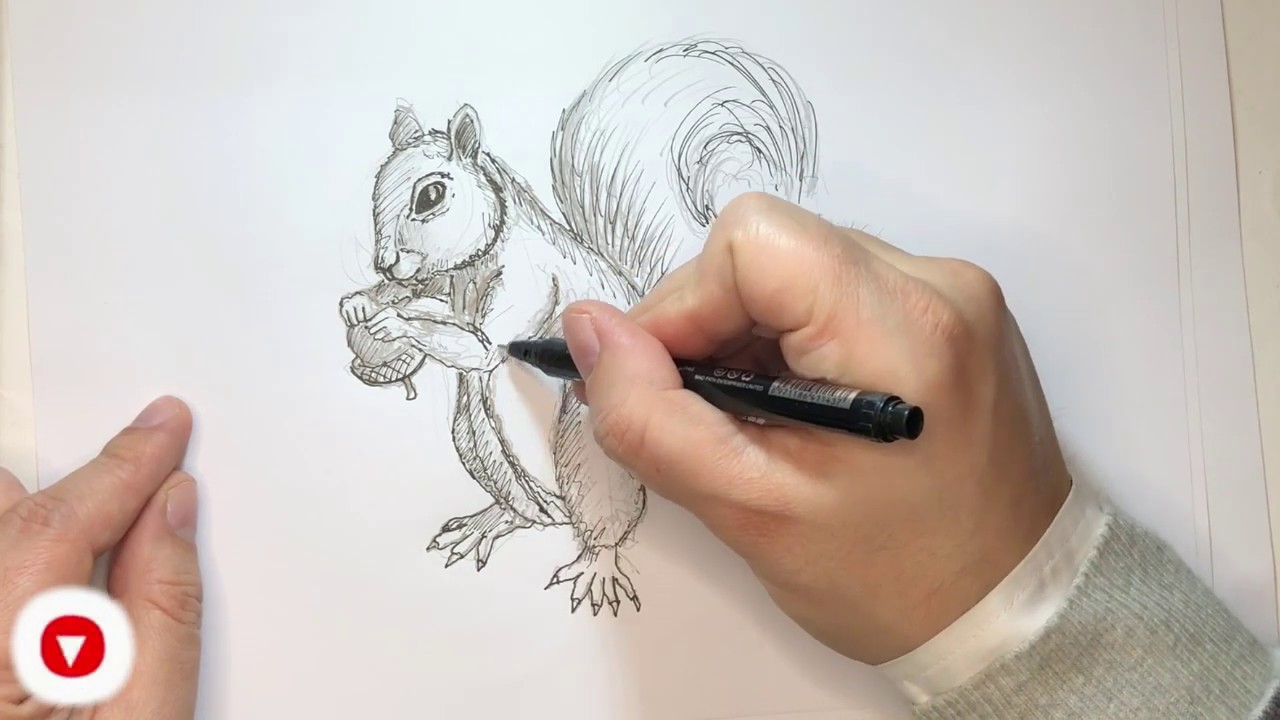 Come disegnare uno scoiattolo Tutorial
