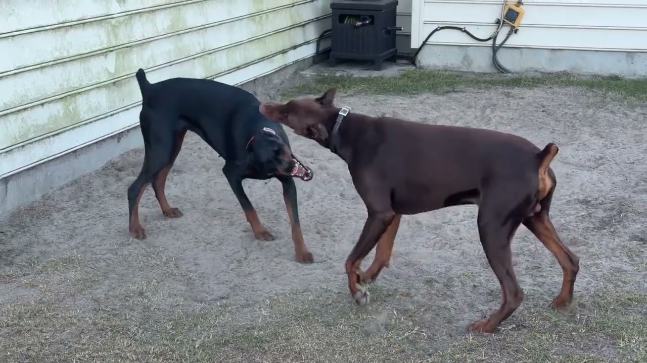 Red & Bella Playing Again 