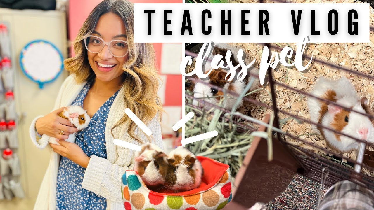 Getting a Class Pet! |Almost Thanksgiving Break| Science Teacher Vlog