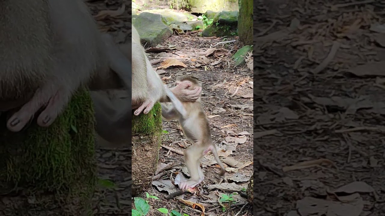 LOY AND LEXI family so funny-funny😘🐒zm3  #monkeys #viral #animals #shortsvideo #monkey  #youtube