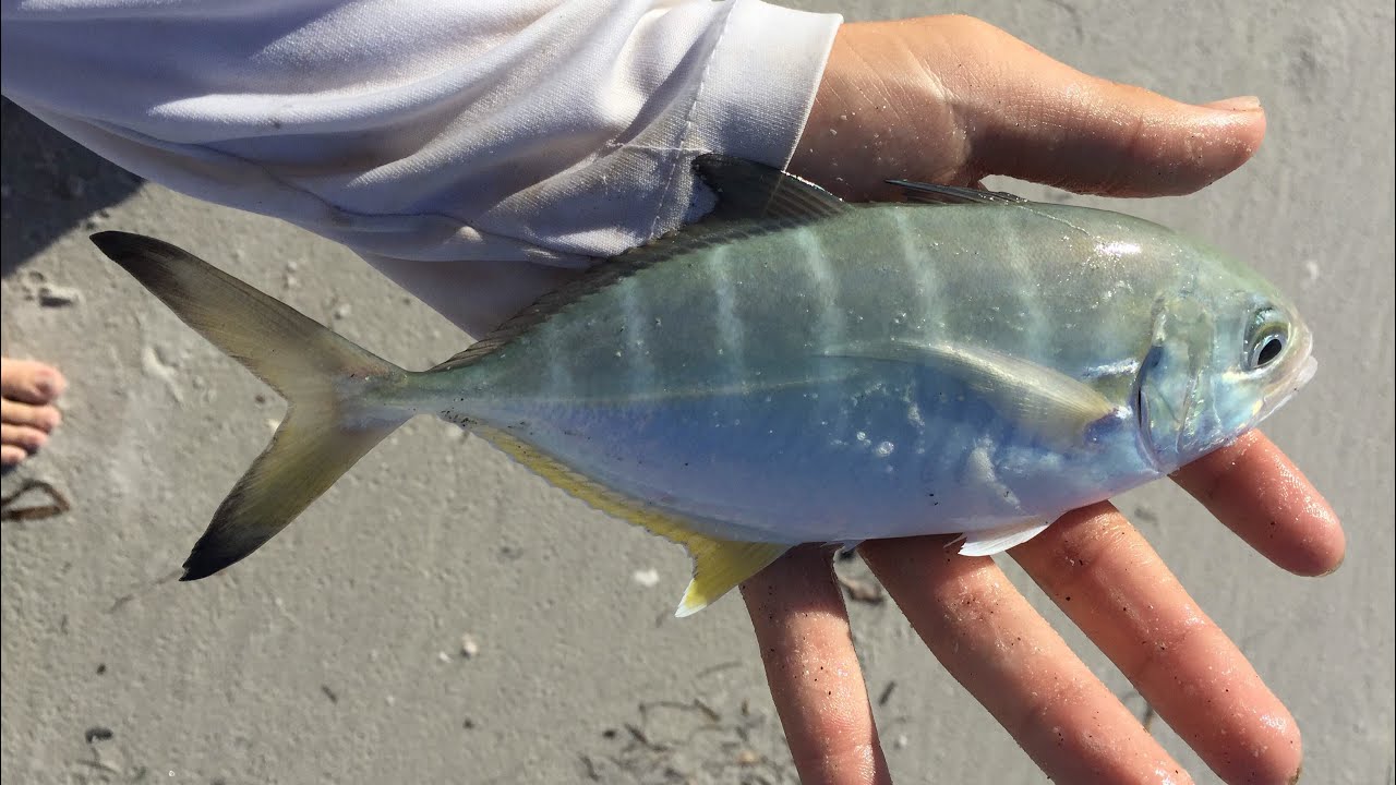 Surf Fishing Clearwater Beach, Florida!