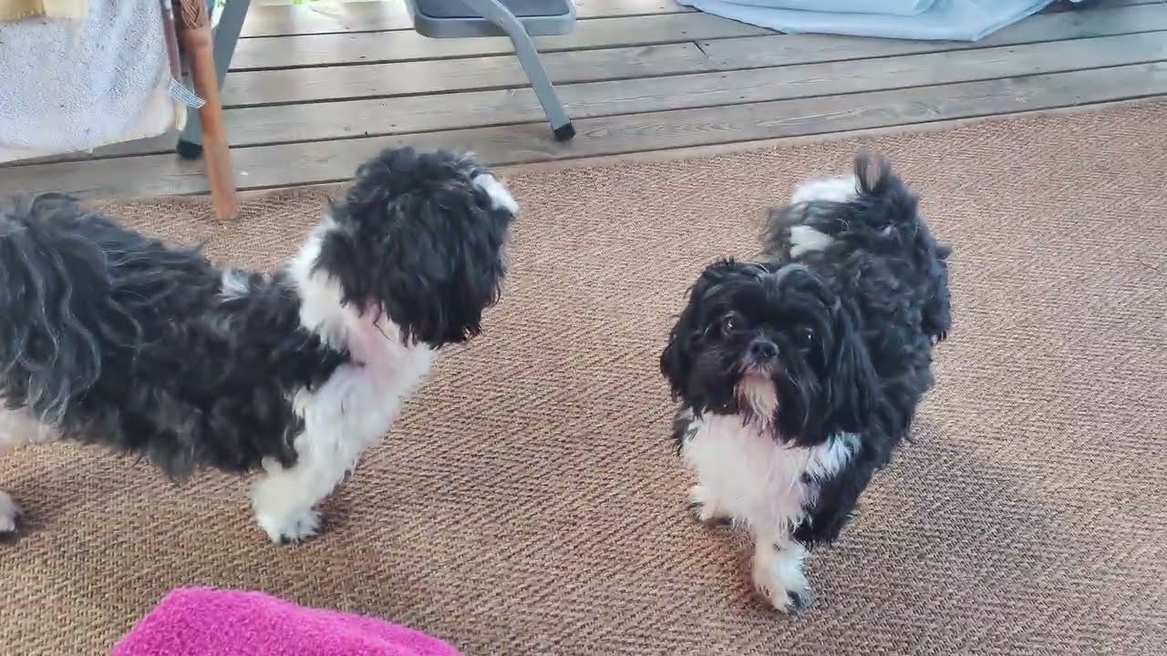 (Shih Tzu Zone) Playtime madness