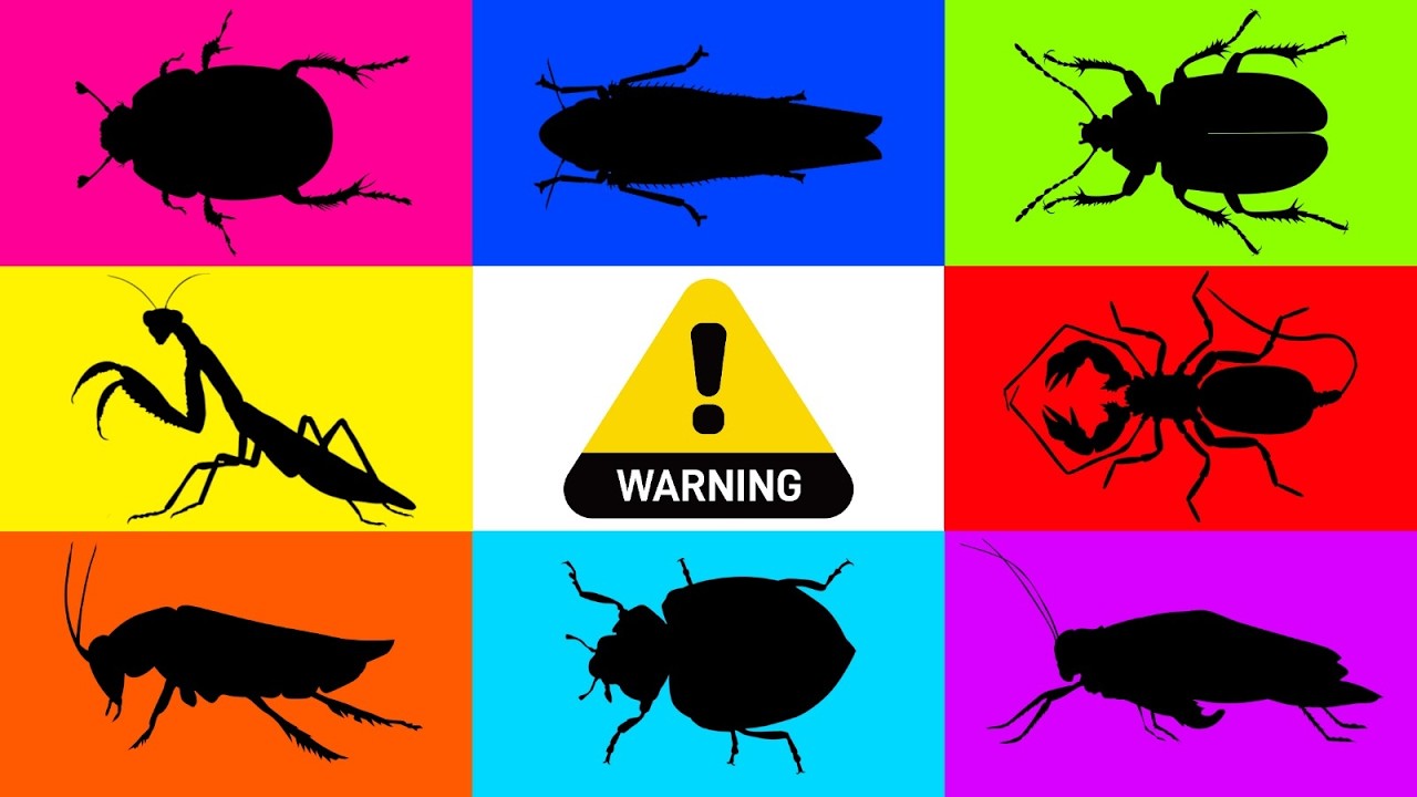 Insect: Leaf Hopper, Taro beetle, Ladybug, Whip Scorpion, Madagascar  Cockcroach, Tarantula, Mantis