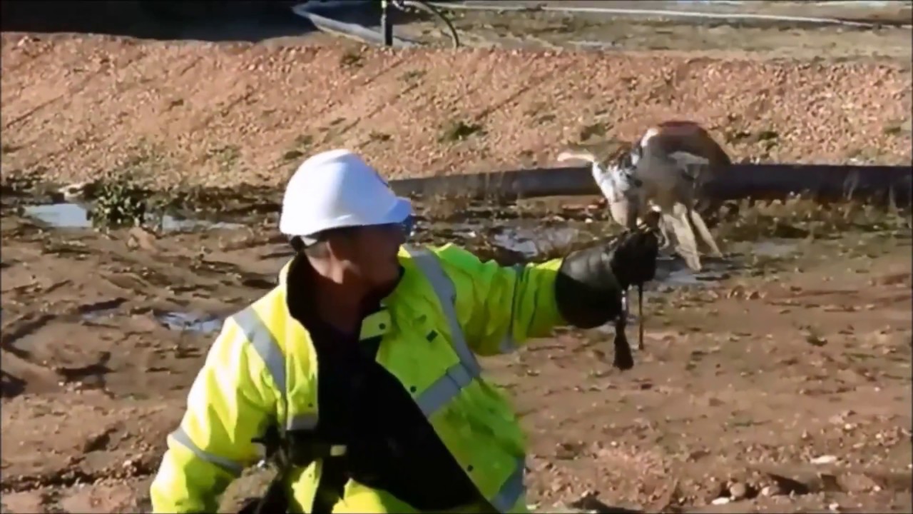 How to Get Rid of Gulls From a Landfill Site Using Falconry | NBC Environment